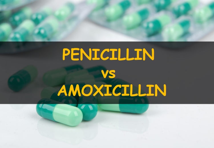 Chapter 16: penicillin family antibiotics   cram.com