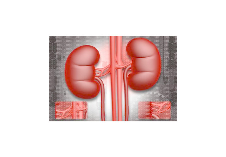 Understanding Kidney Function Numbers and What They Mean