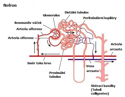 Funkční jednotka ledvin - nefron