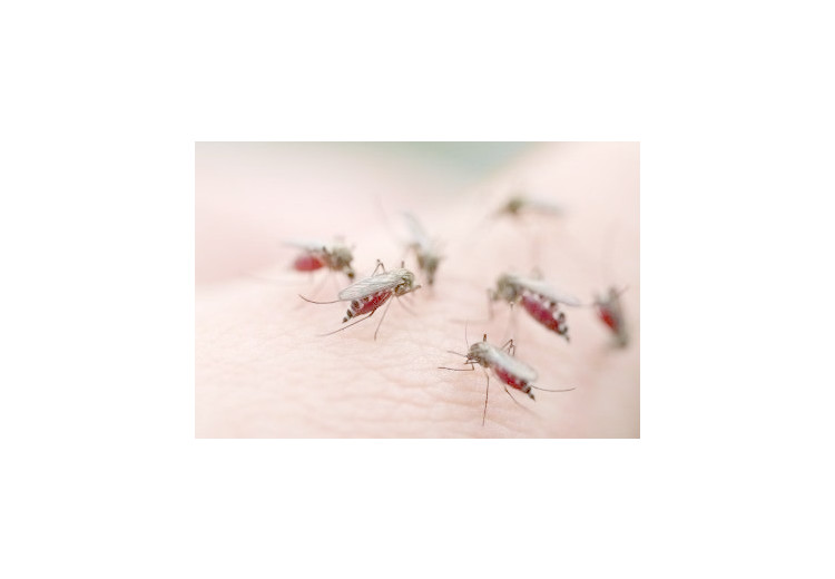 Malárie: příčiny, příznaky, diagnostika a léčba