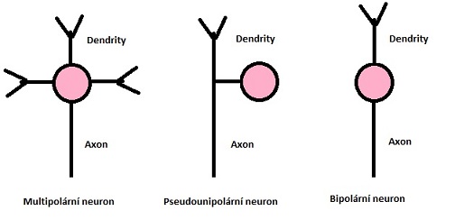 Rozdělení neuronů