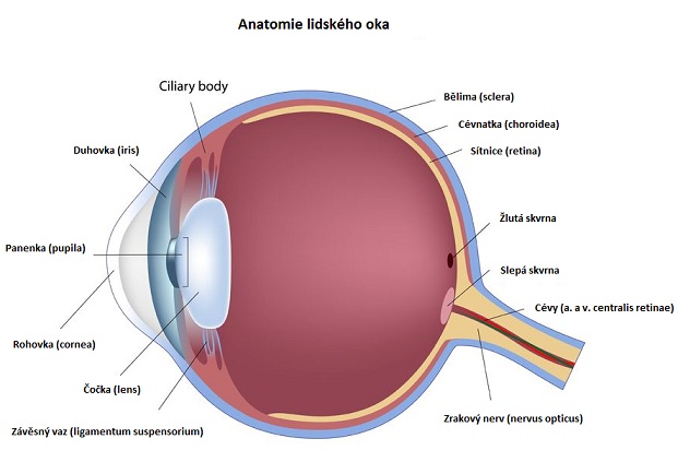 Anatomie lidského oka