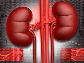 Natural Kidney Function Boosters