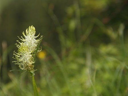 Health Benefits of Devil’s Claw