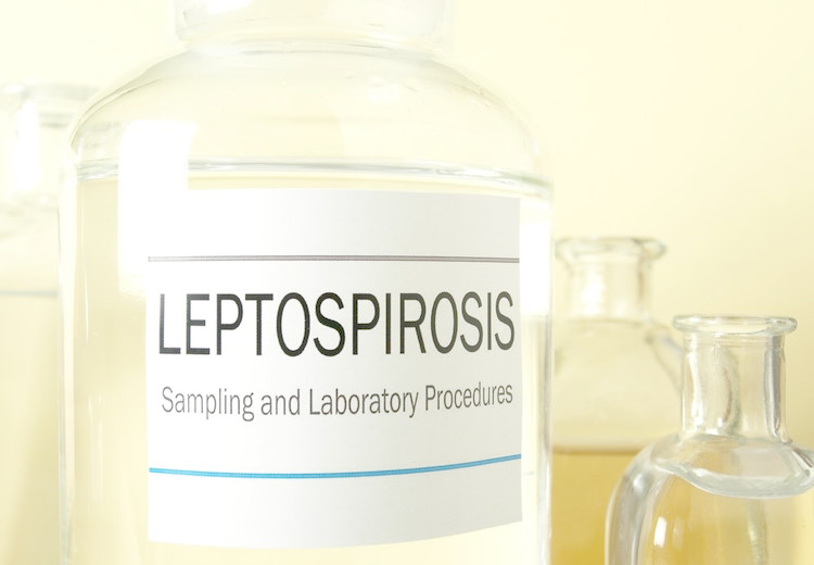Leptospiróza: příčiny, příznaky, diagnostika a léčba