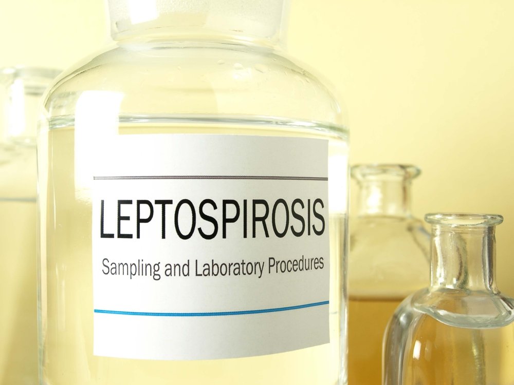 Leptospiróza: příčiny, příznaky, diagnostika a léčba
