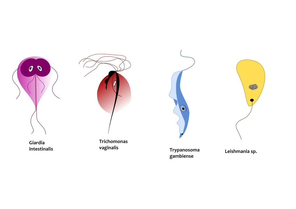 Leishmaniasis: causes, symptoms, diagnosis and treatment