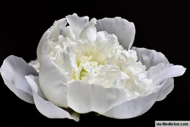 White Peony on Black Background