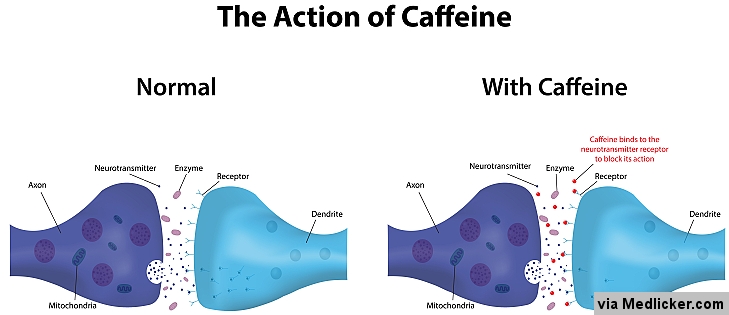 How caffeine works and affects neurons