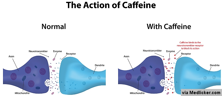 adenosine caffeine structure