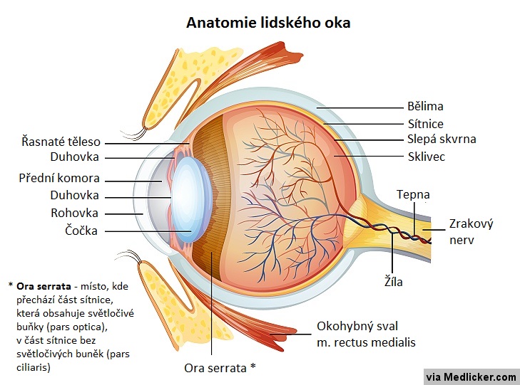 anatomie lidského oka