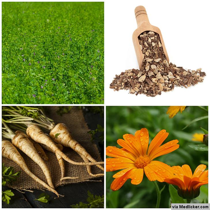 Herbal remedies for constipation - Calendula, Parsley, Irish Moss, Alfalfa