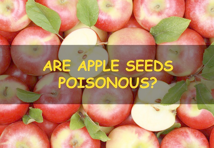 Are apple seeds poisonous?