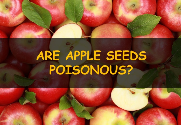 Are apple seeds poisonous?