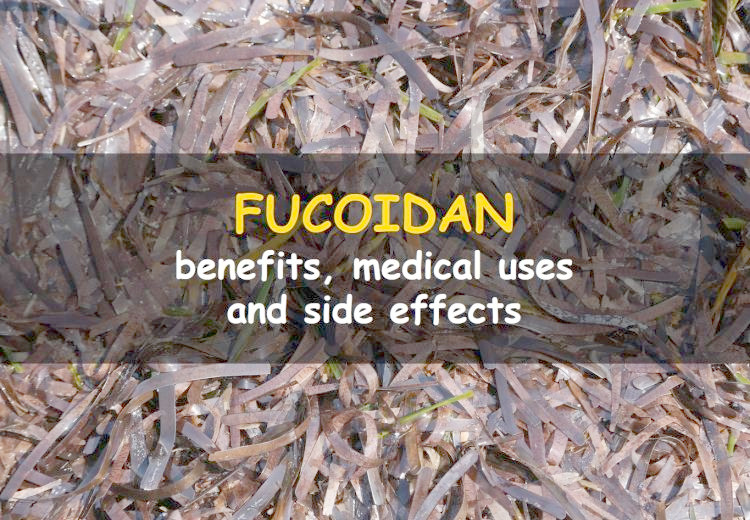 Fucoidan, its benefits, side effects and uses