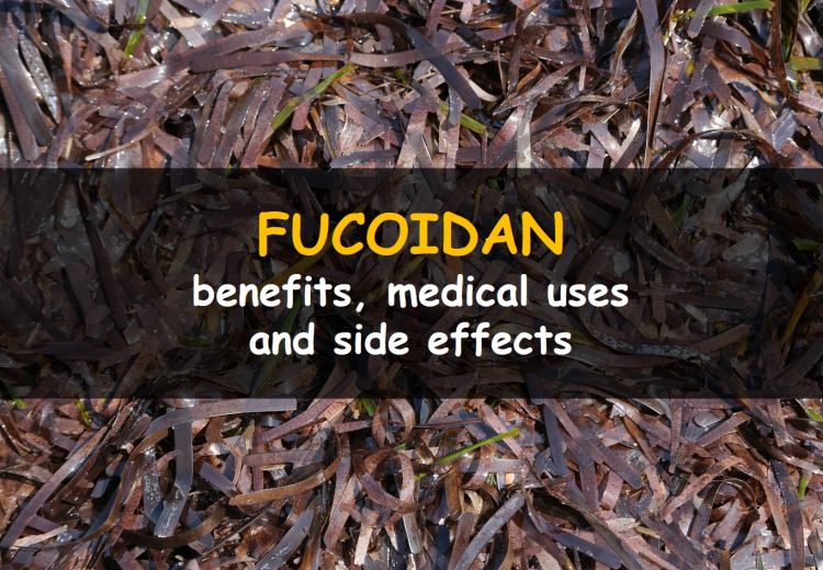 Fucoidan, its benefits, side effects and uses