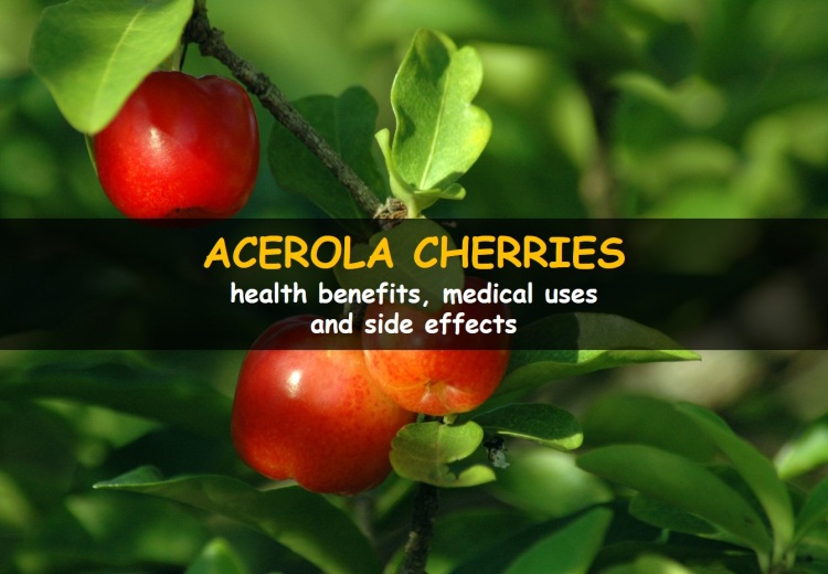 Acerola Cherry: health benefits, medical uses and side effects