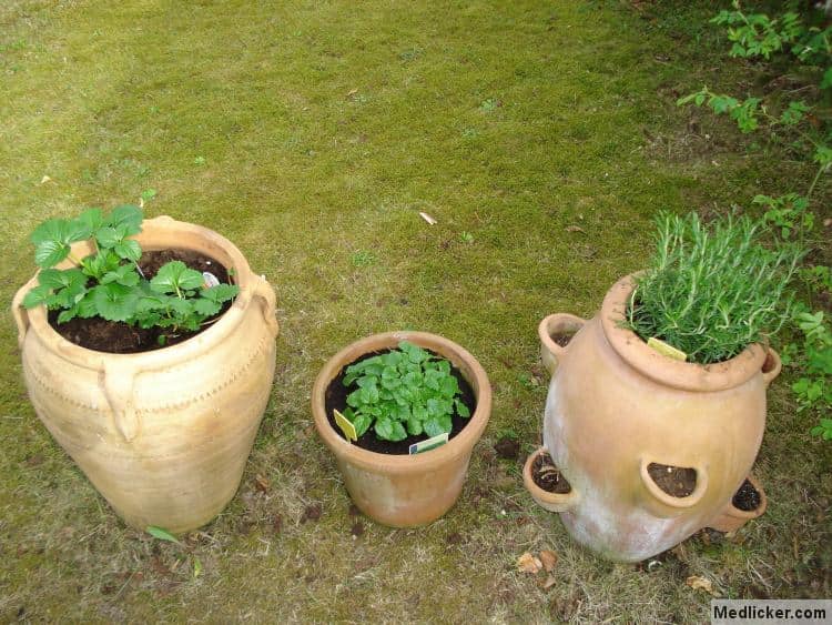 Rosemary and other herbs in flower pots