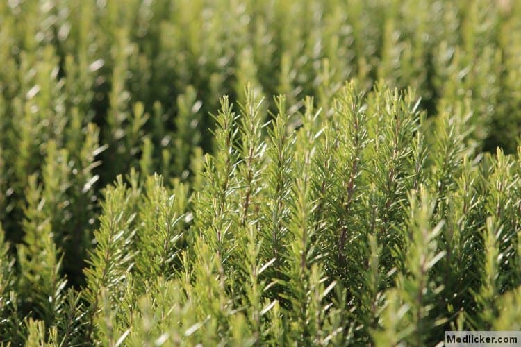 rosemary leaves tea