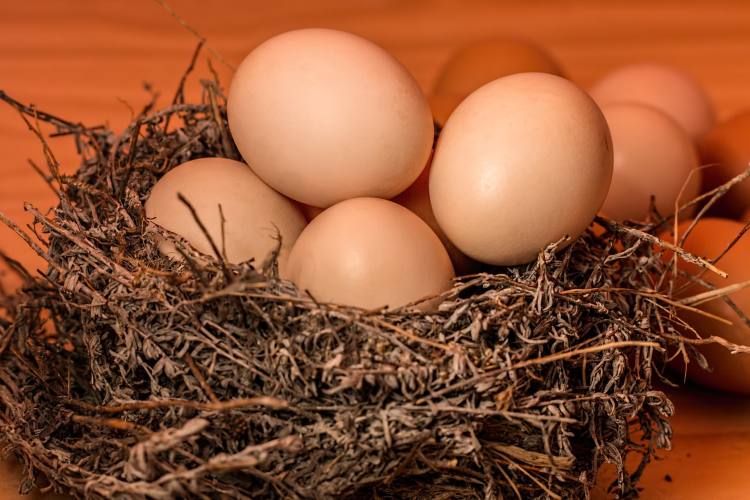 Vajíčka v hnízdě