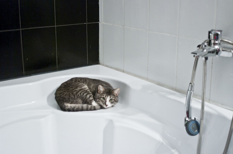 Kočka na vaně