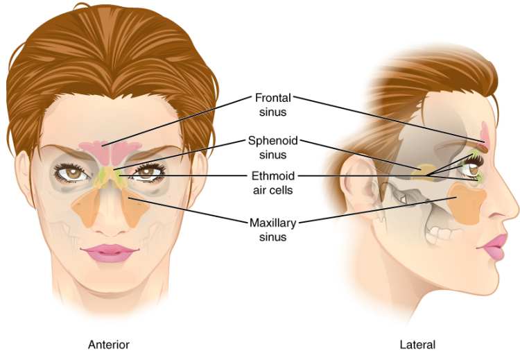 Paranasal sinuses - anatomy picture