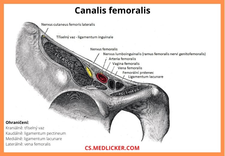 Canalis femoralis - anatomie a ohraničení