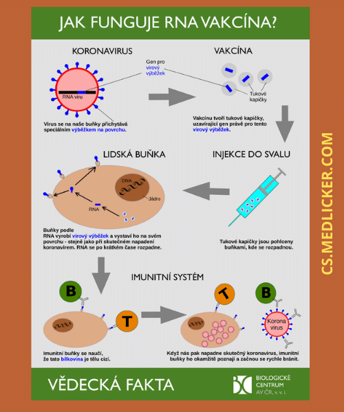 Jak funguje RNA vakcína proti COVID-19?