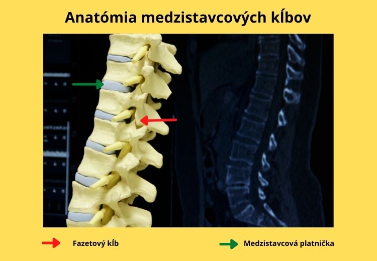 Anatómia medzistavcových kĺbov - medzistavcová platnička, fazetové kĺby
