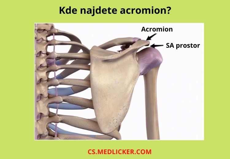 Acromion tvoří přímé pokračování hřebenu lopatky (spina scapulae) a je důležitý pro stabilitu ramenního kloubu i hybnost horní končetiny