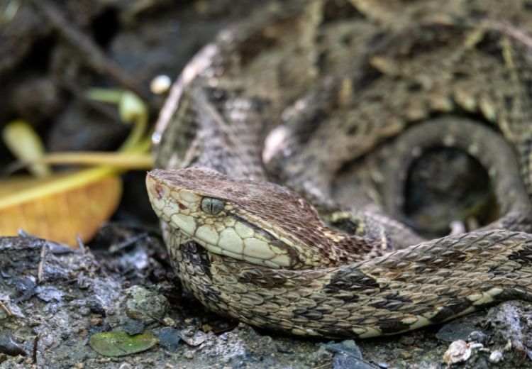 The active substance of ACE inhibitors was first synthesized from a snake venom
